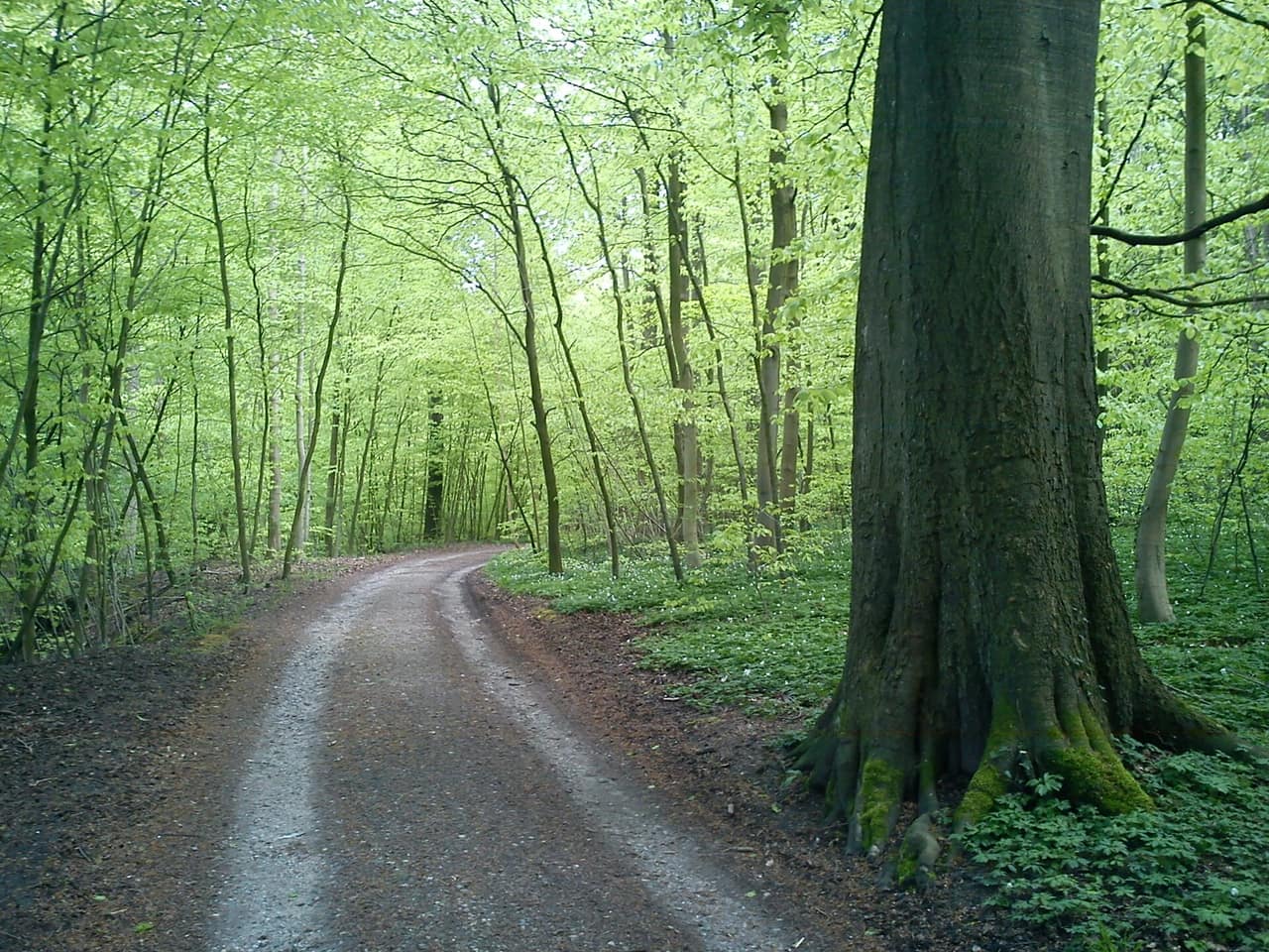 Sti gennem Riis Skov