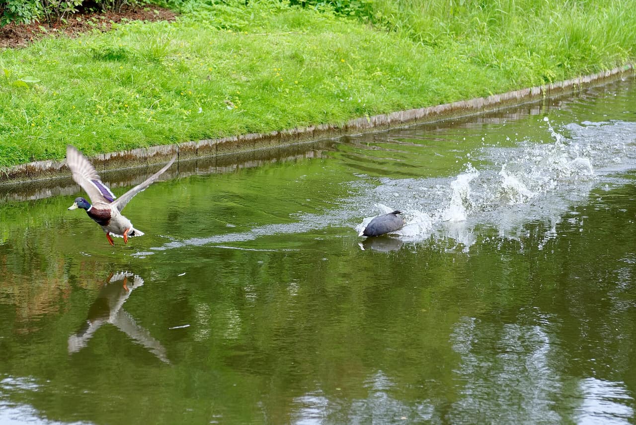 Kanal med træer i Frederiksberg Have