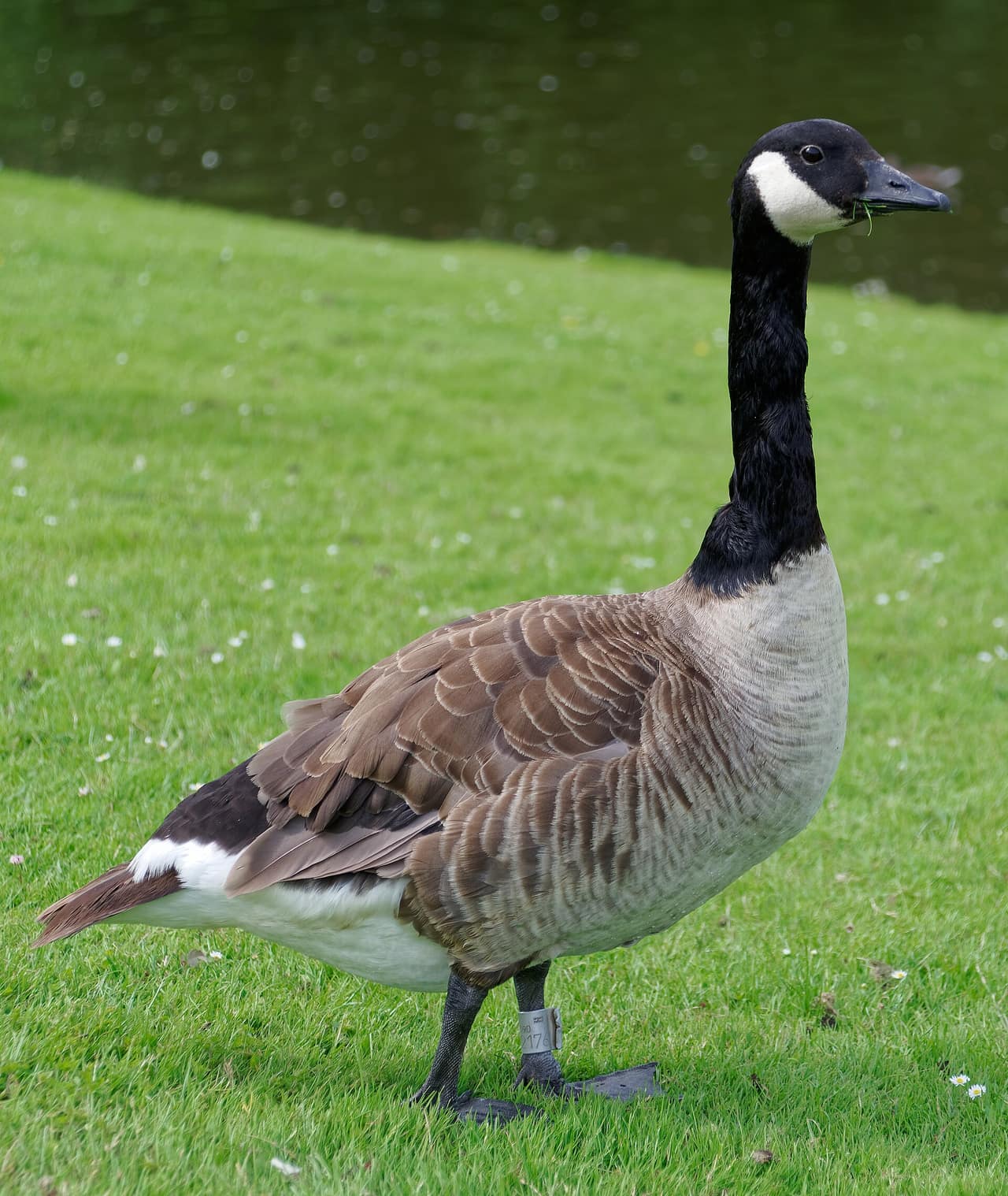 Kanaler og grønne arealer i Frederiksberg Have