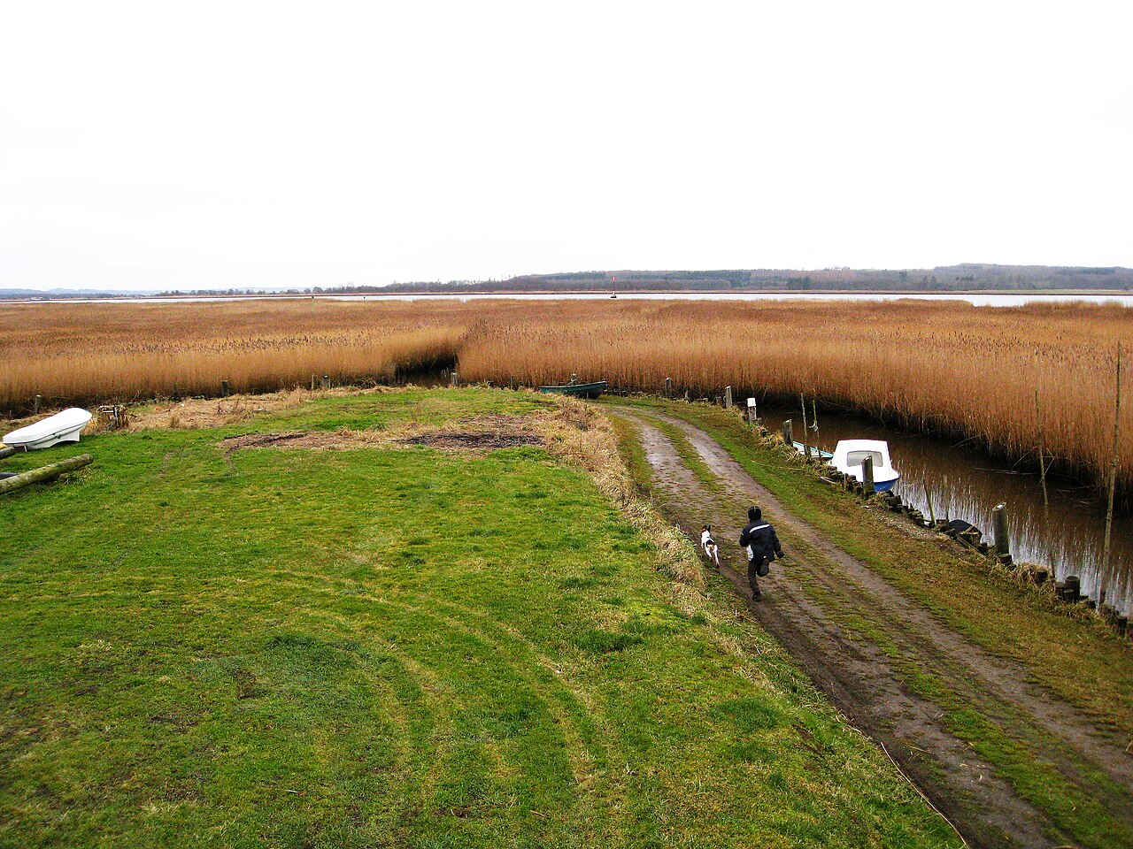 Sivbevokset bred ved Randers Fjord