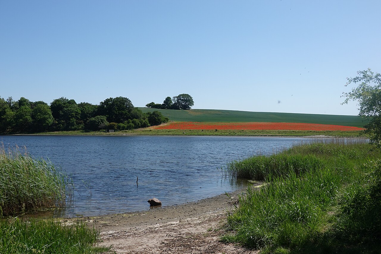 Skovbund i Boserup Skov