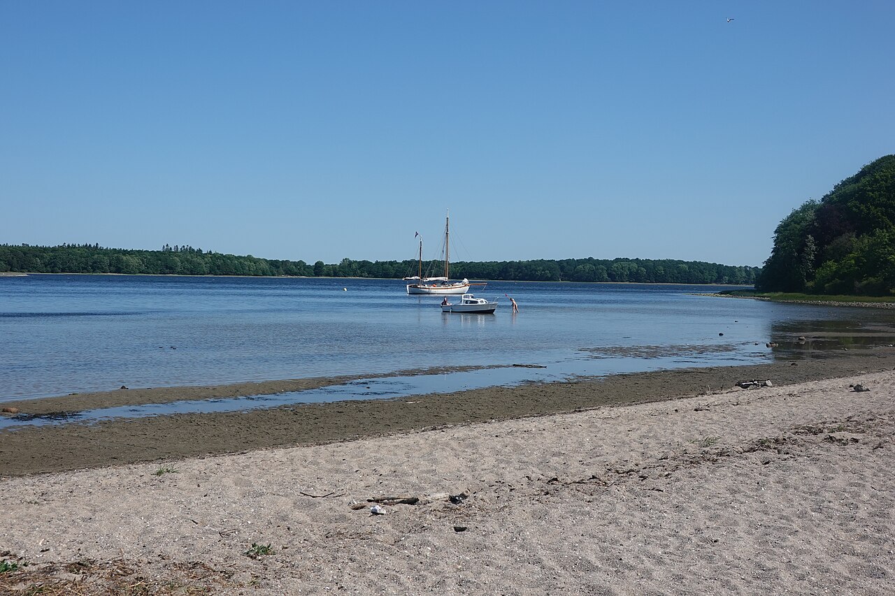 Løvskov i Boserup Skov ved Roskilde Fjord