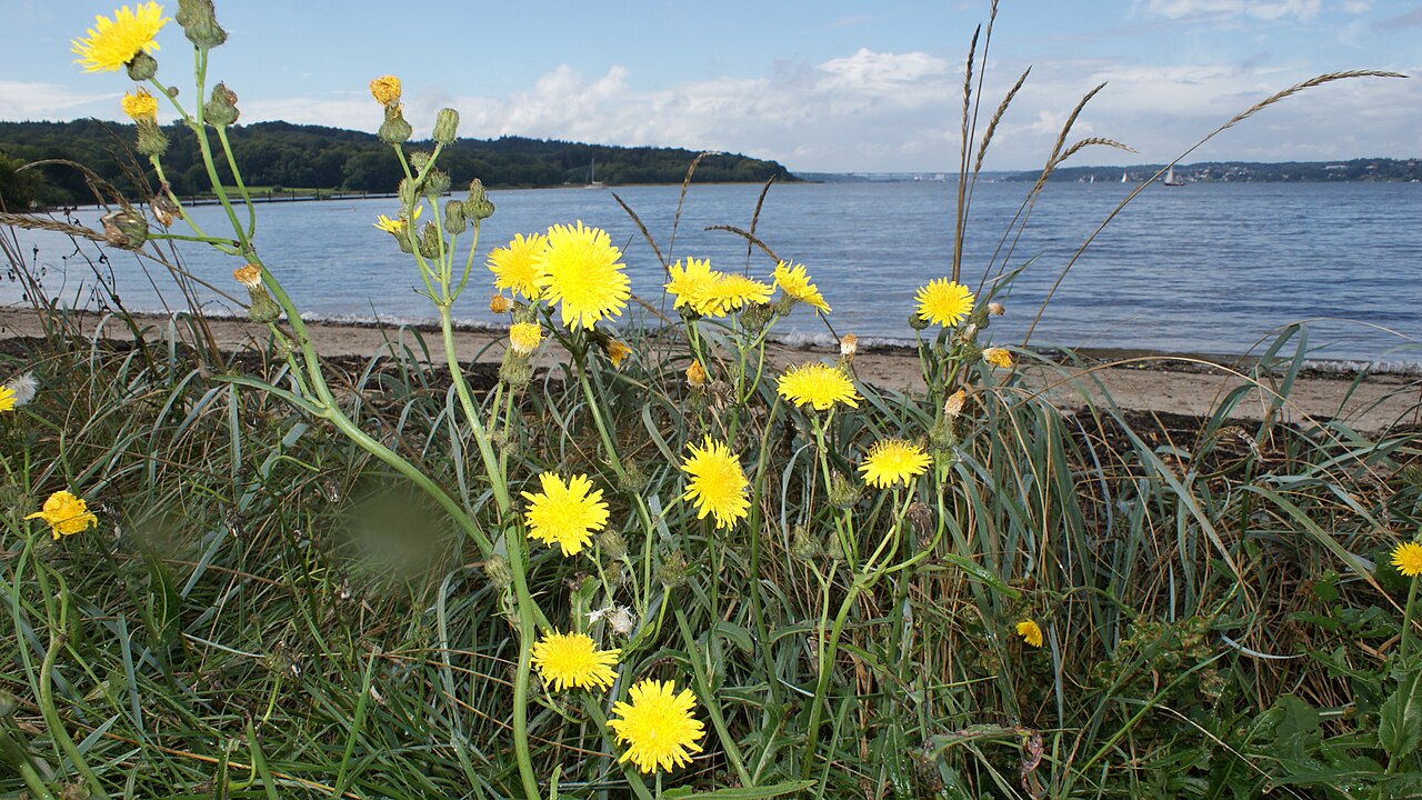 Vejle Fjord ved Sellerup